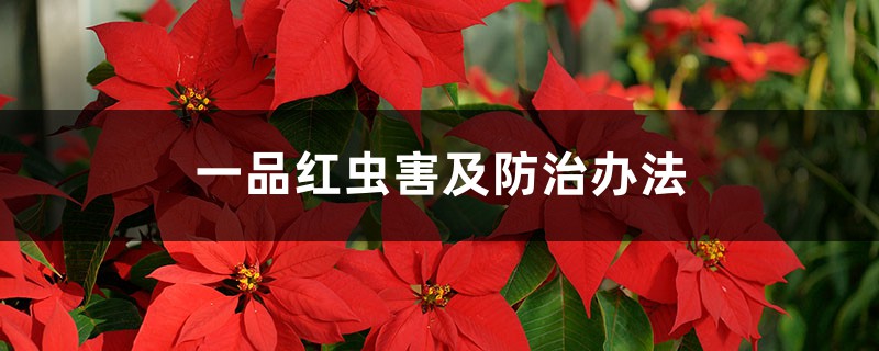 一品红虫害及预防和治疗办法