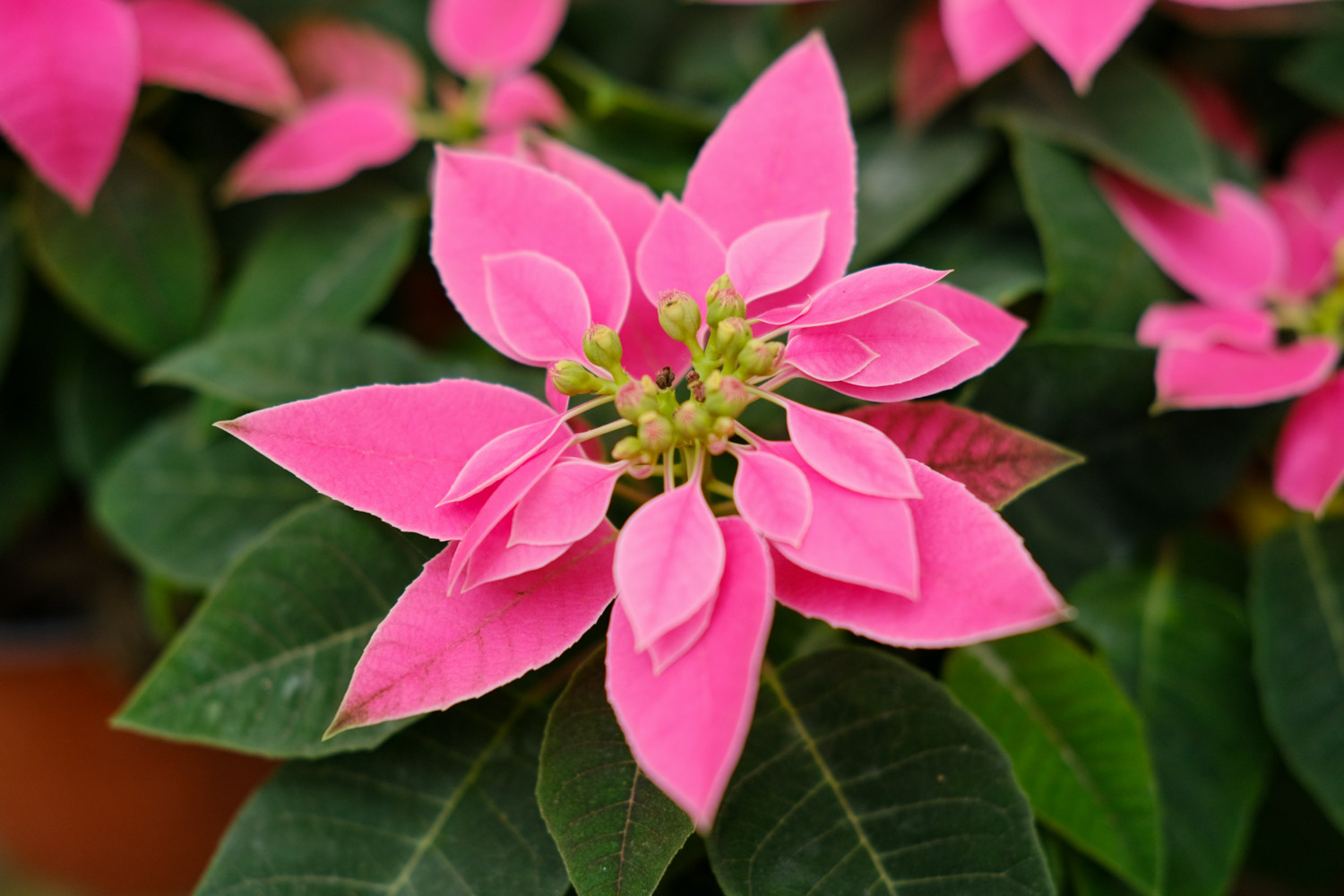 一品红虫害及预防和治疗办法