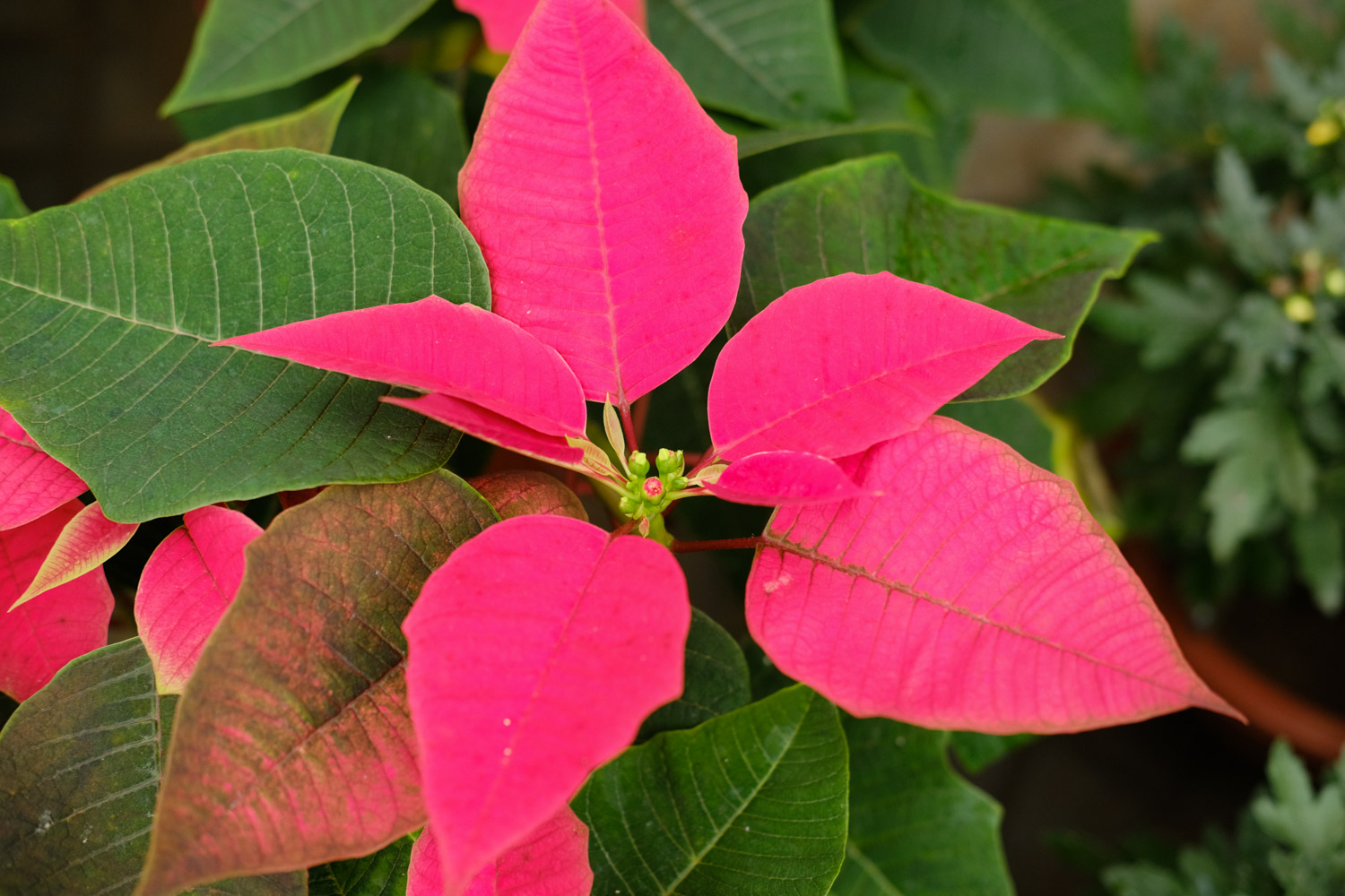 一品红虫害及预防和治疗办法