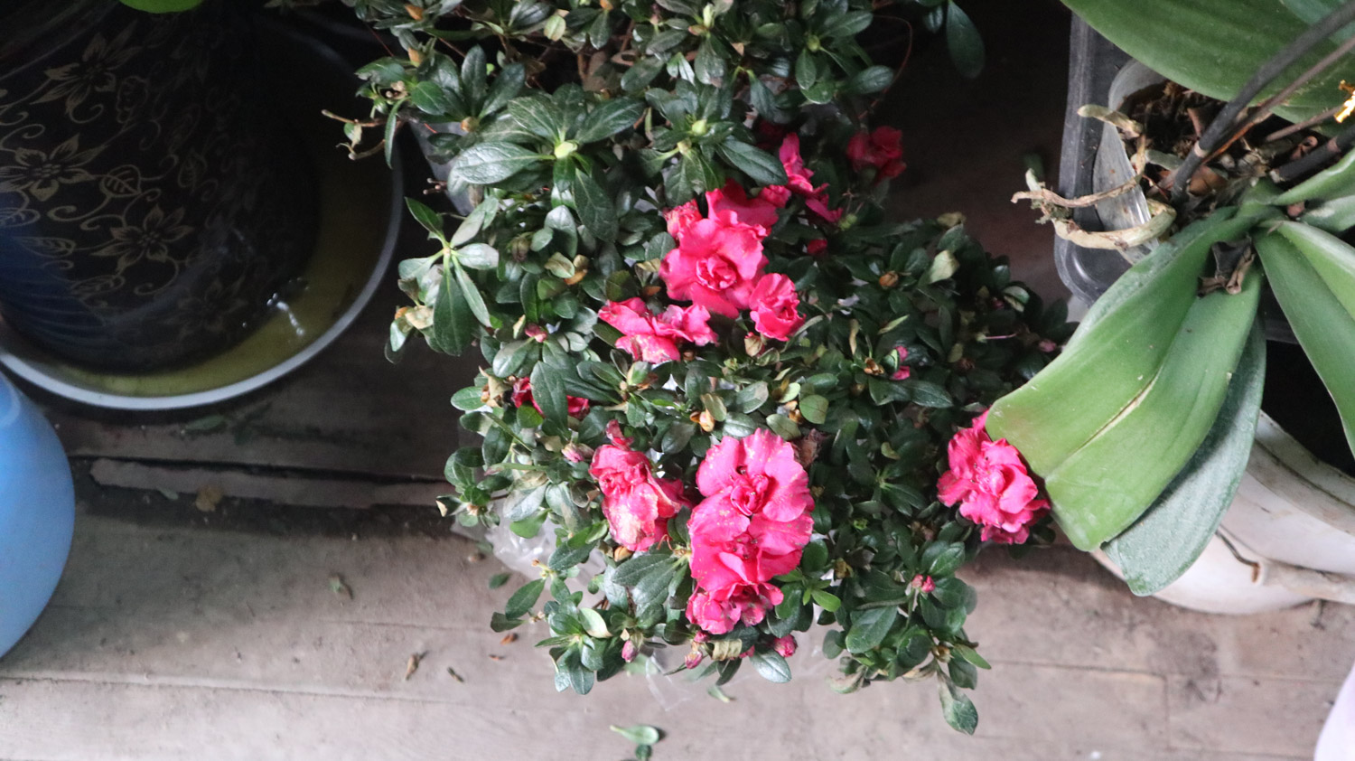 杜鹃花虫害及预防和治疗办法