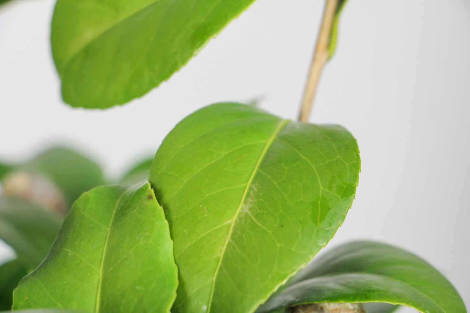 茶花的主要虫害及其预防和治疗