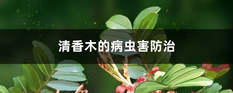 清香木的病虫害预防和治疗