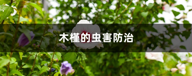 木槿的虫害预防和治疗