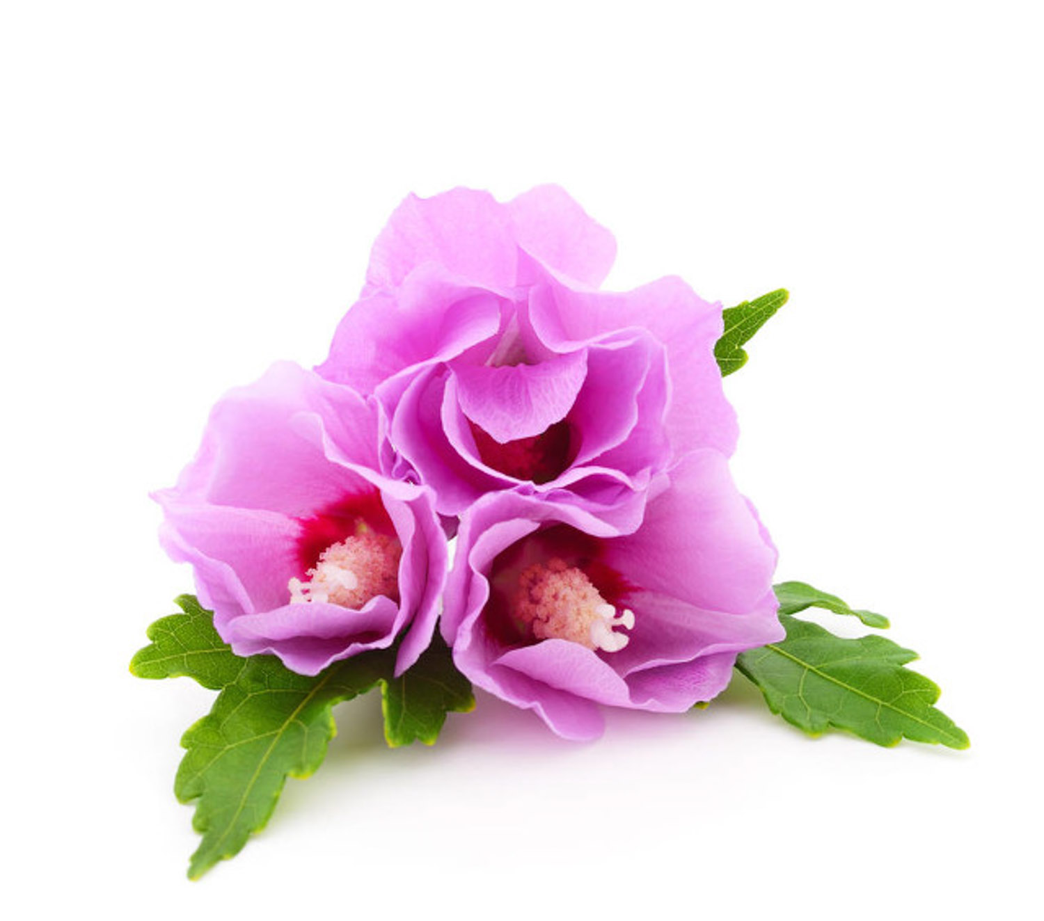 木槿的虫害预防和治疗