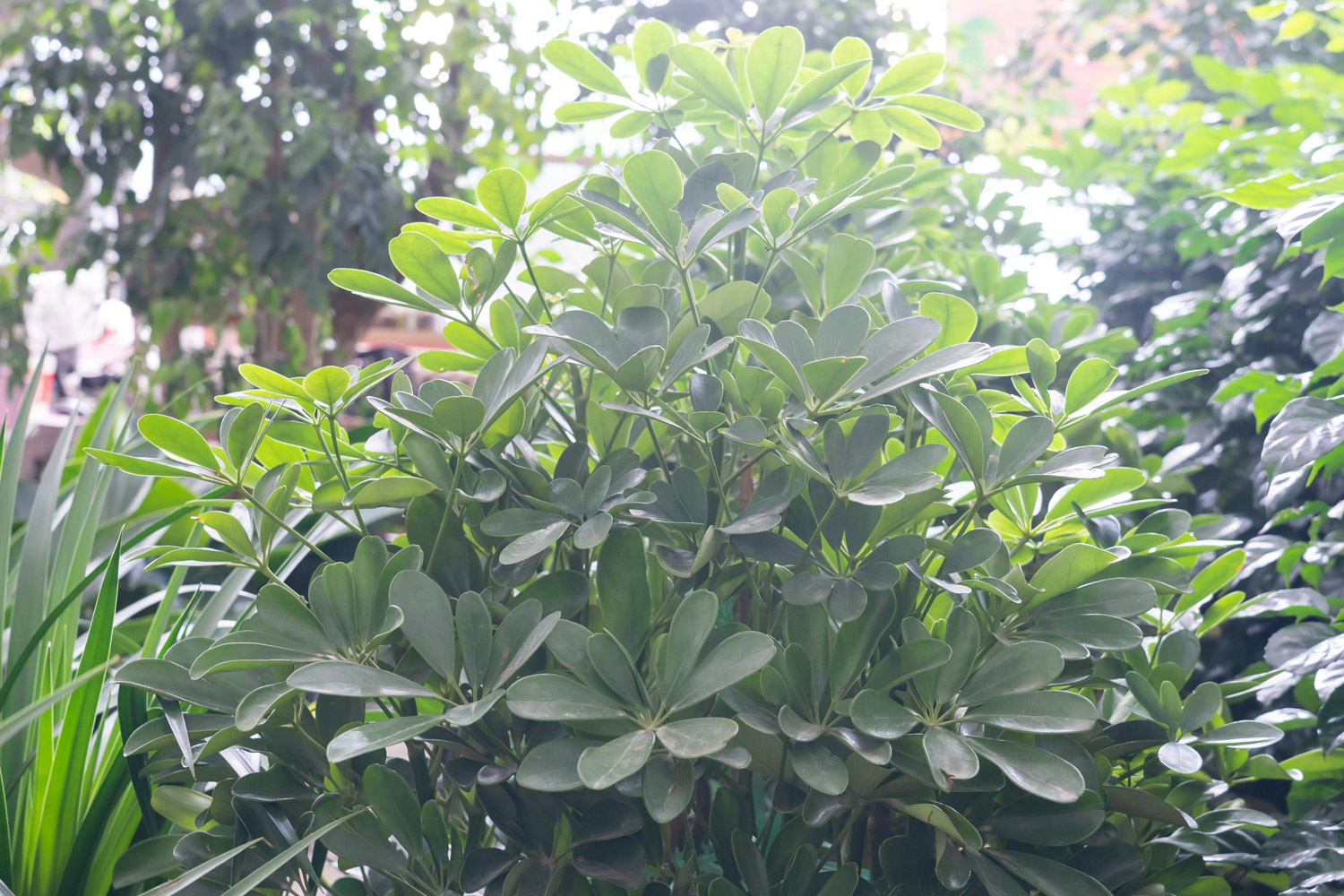 鸭脚木虫害及预防和治疗办法