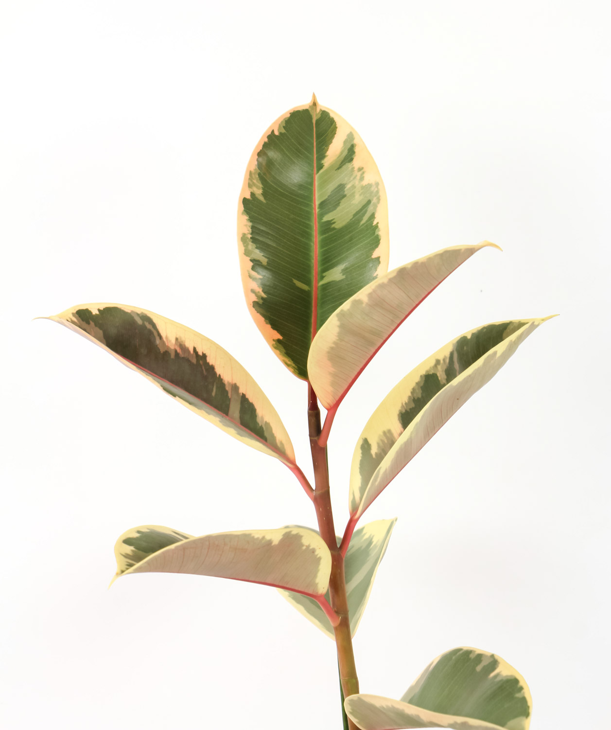 橡皮树长虫子如何办