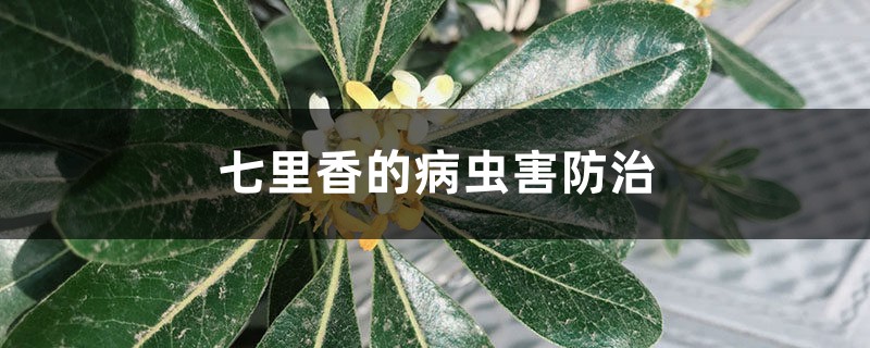 七里香的病虫害预防和治疗