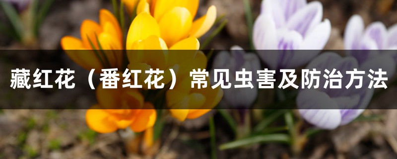 藏红花（番红花）常见虫害及预防和治疗办法