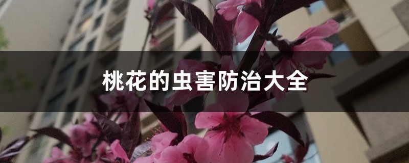 桃花的虫害预防和治疗大全