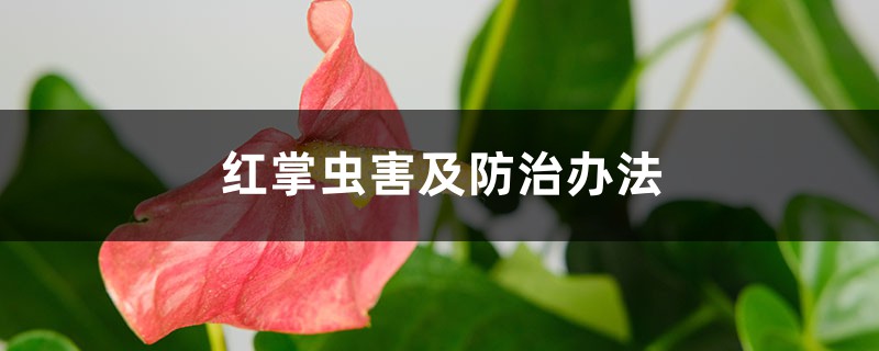 红掌虫害及预防和治疗办法