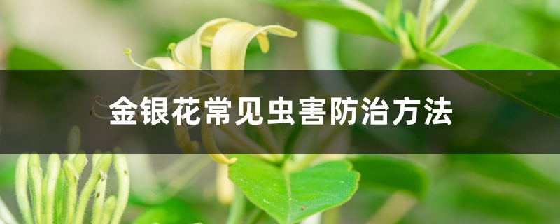 金银花常见虫害预防和治疗办法