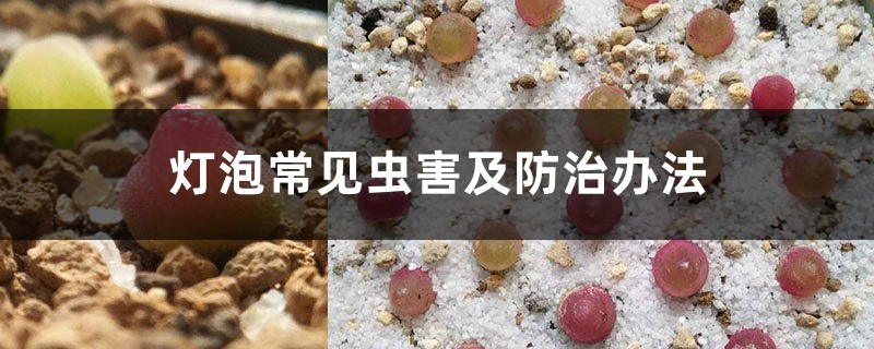 灯泡常见虫害及预防和治疗办法