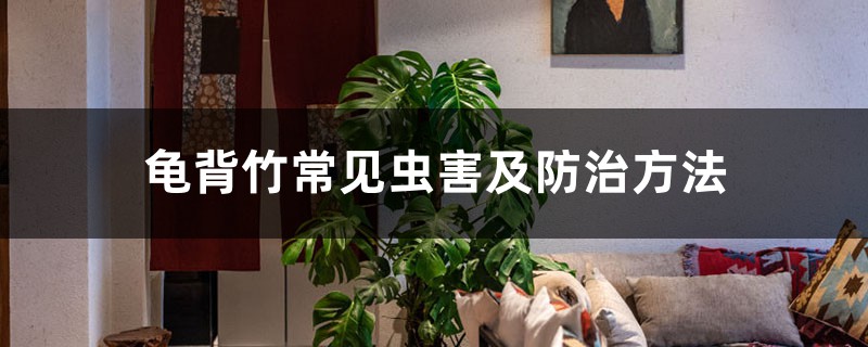 龟背竹常见虫害及预防和治疗办法