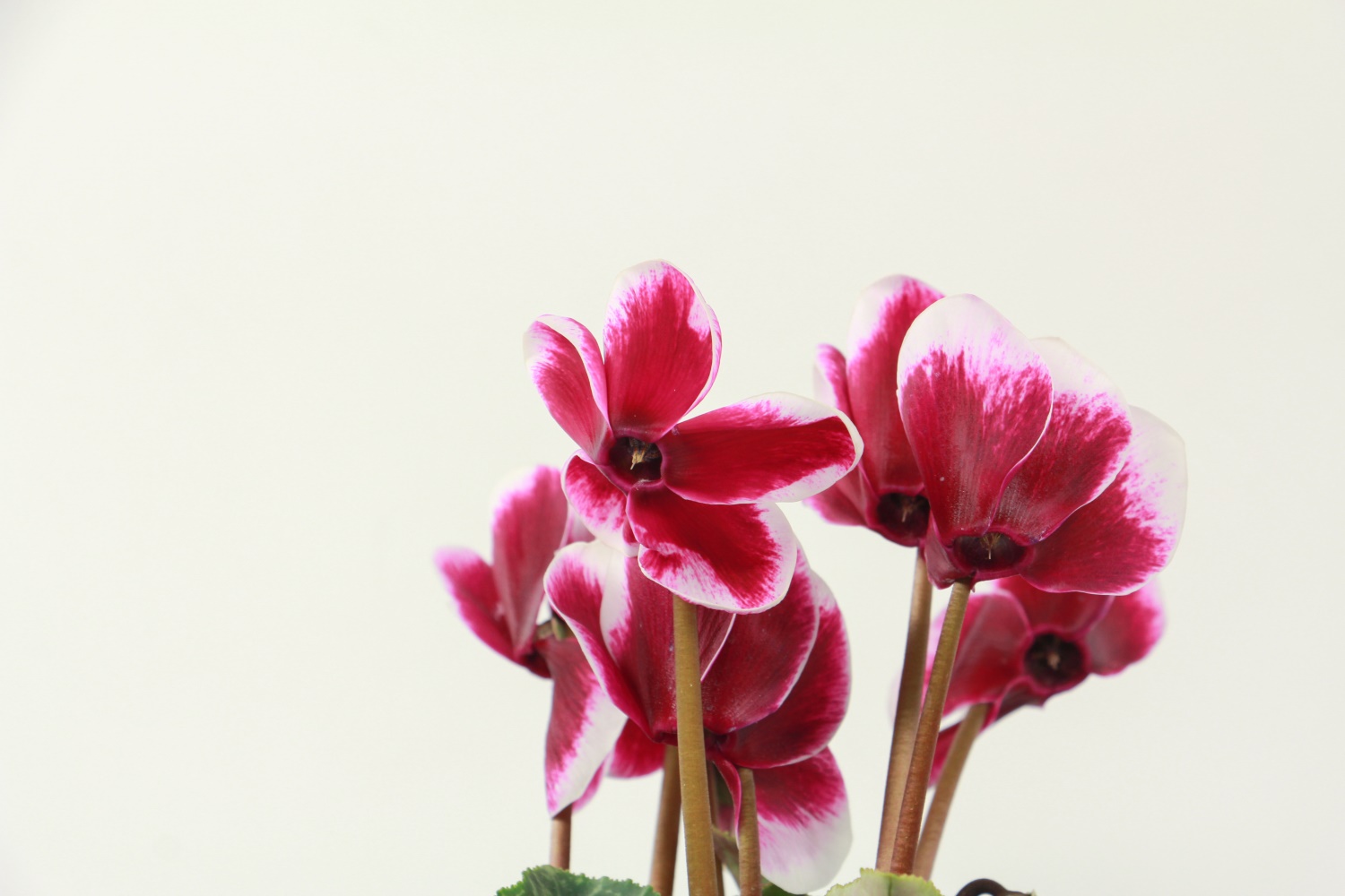 仙客来的虫害预防和治疗