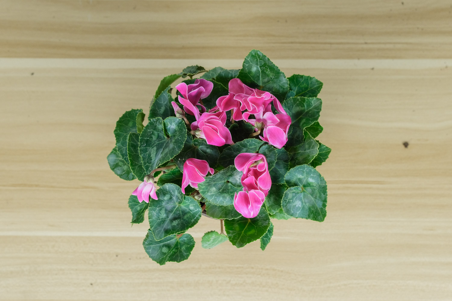 仙客来的虫害预防和治疗