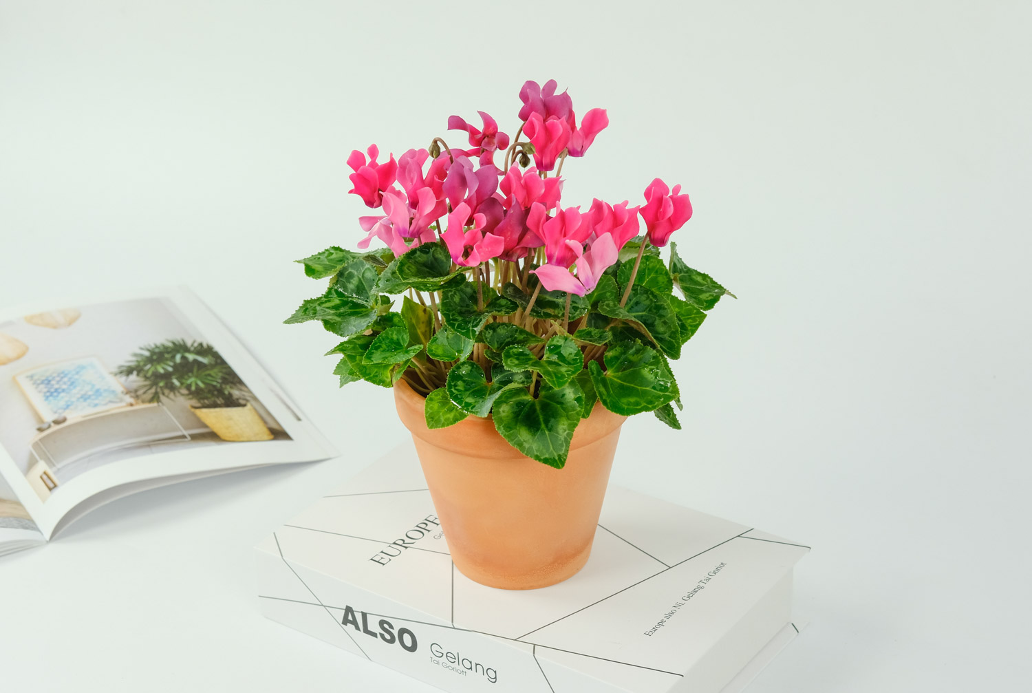 仙客来的虫害预防和治疗