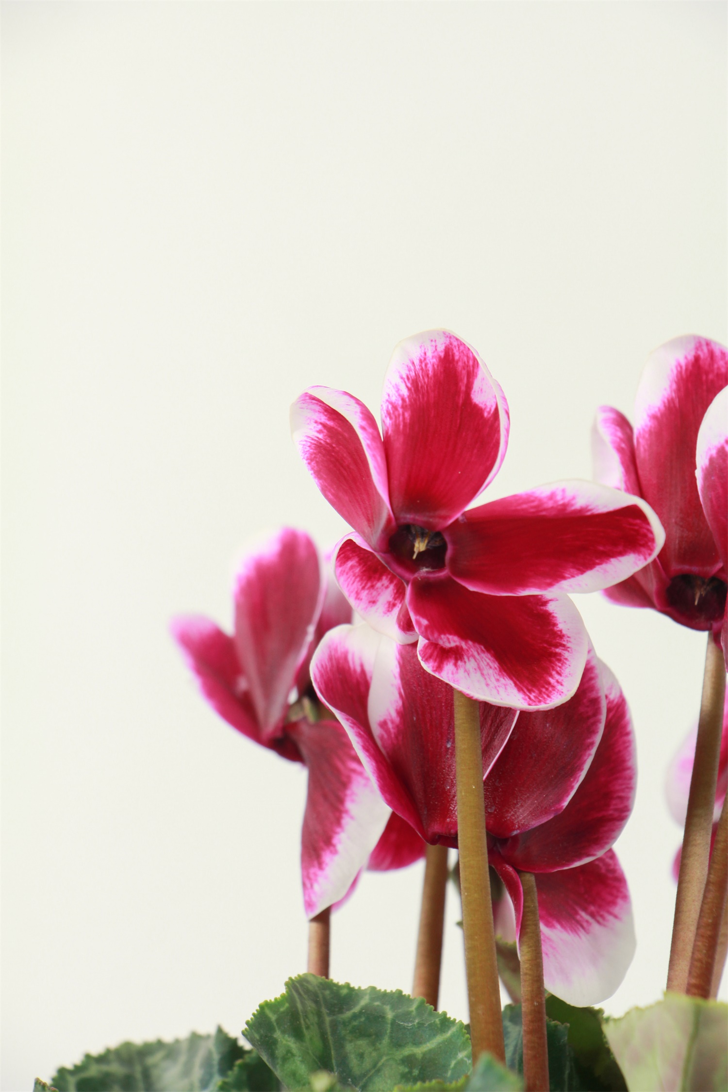 仙客来的虫害预防和治疗