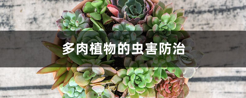 多肉植物的虫害预防和治疗