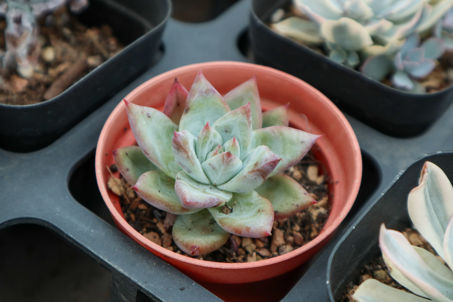 多肉植物的虫害预防和治疗