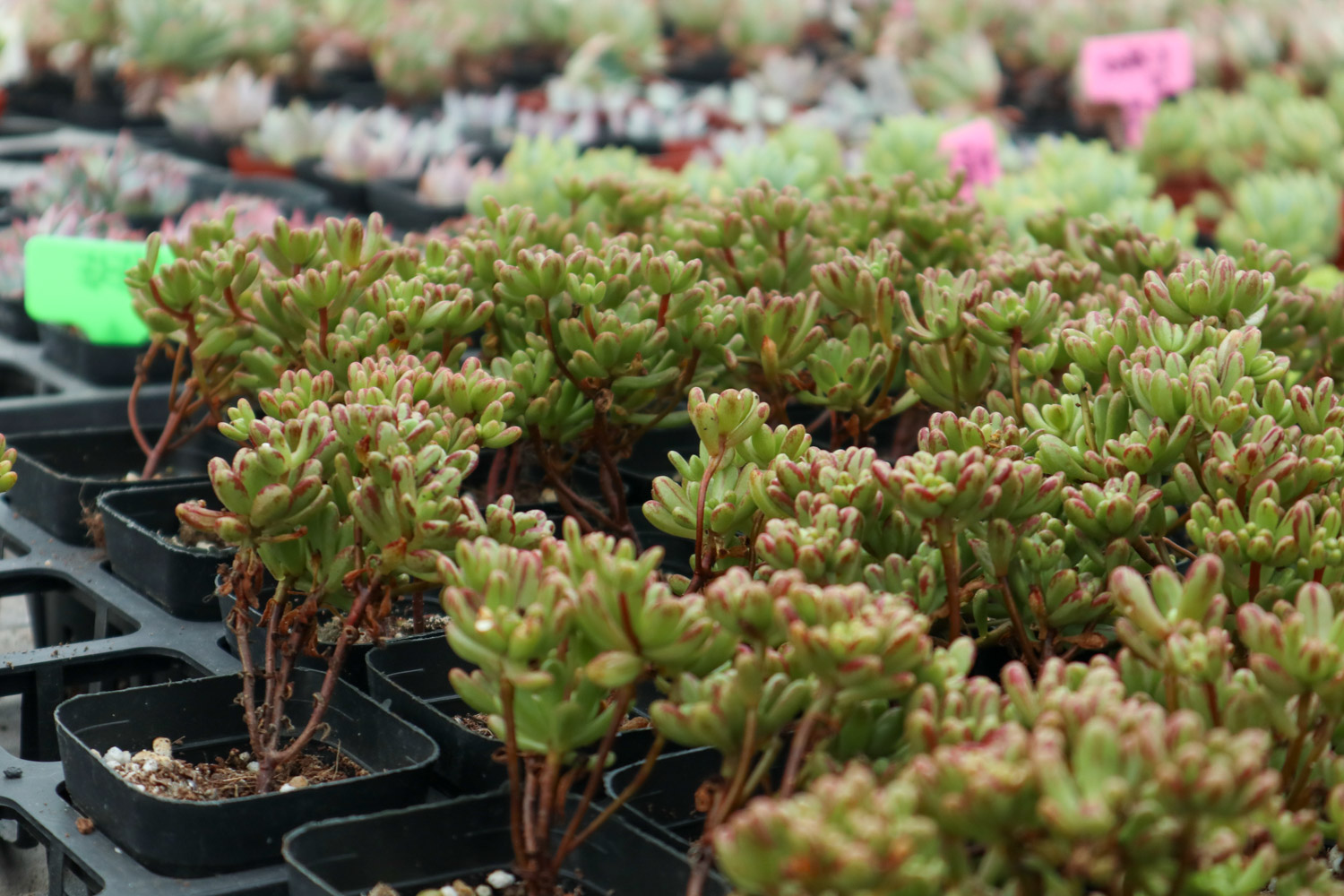 多肉植物的虫害预防和治疗