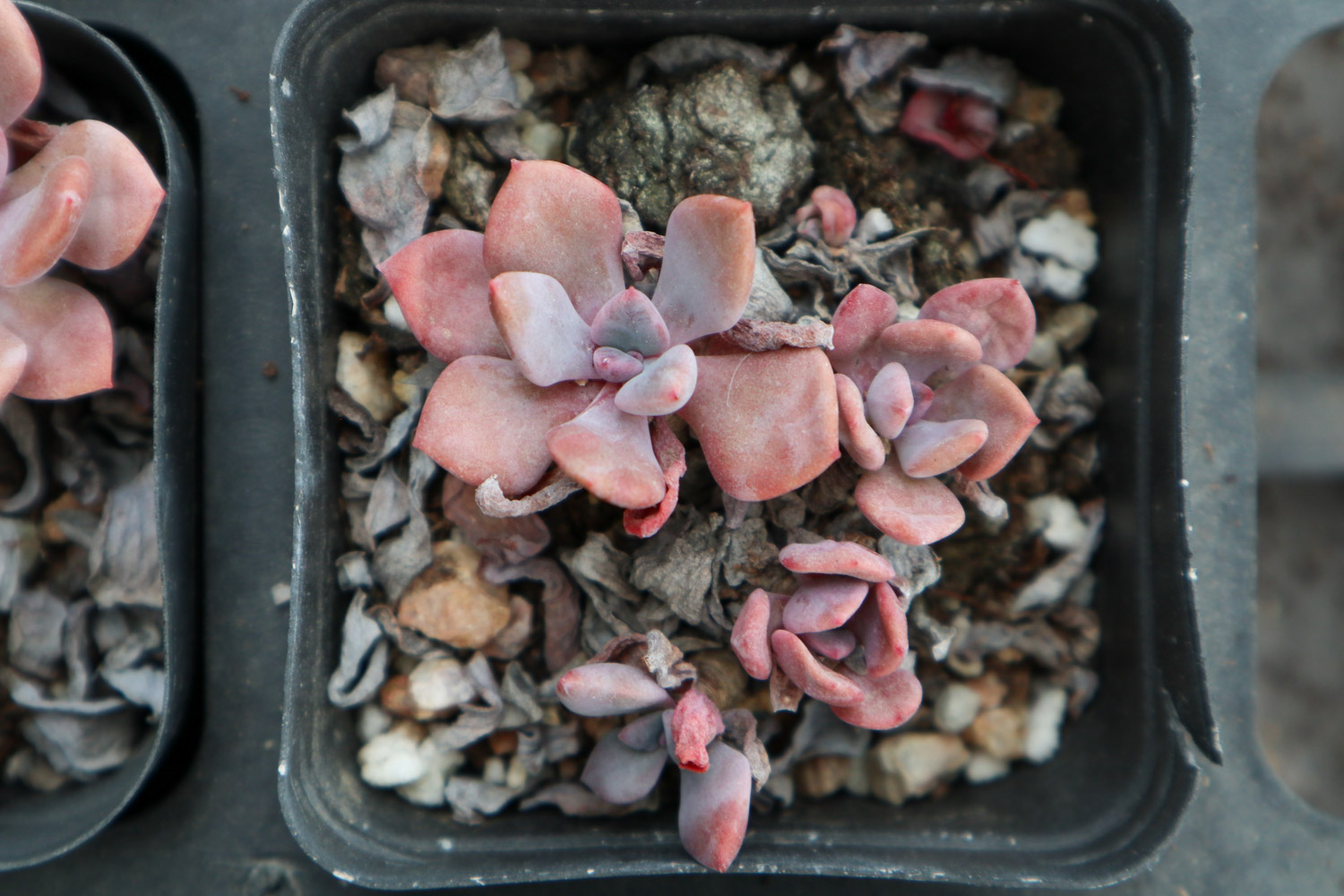 多肉植物的虫害预防和治疗