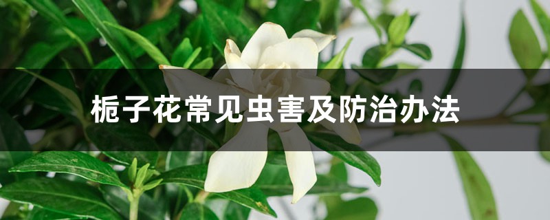 栀子花常见虫害及预防和治疗办法