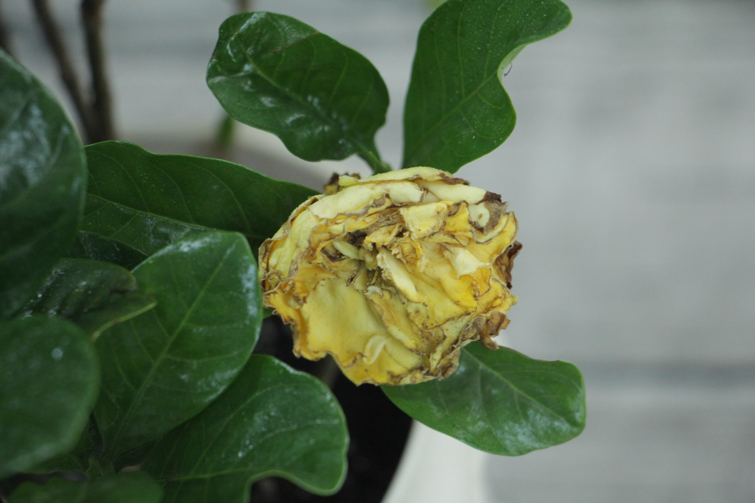 栀子花常见虫害及预防和治疗办法