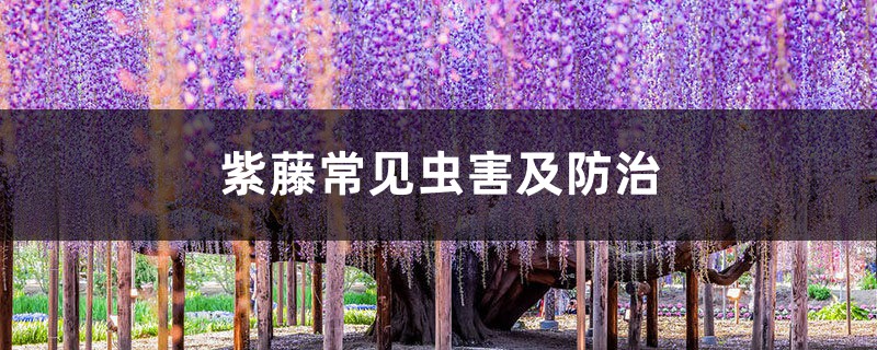 紫藤常见虫害及预防和治疗