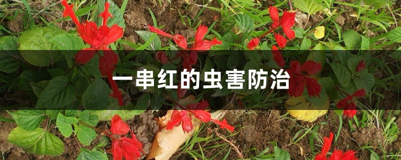 一串红的虫害预防和治疗