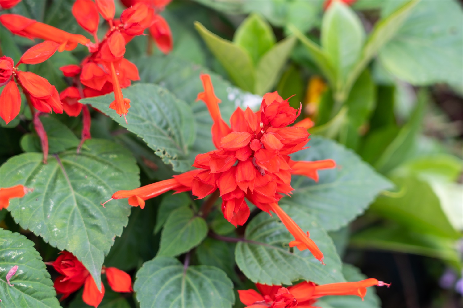 一串红的虫害预防和治疗