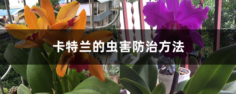 卡特兰的虫害预防和治疗办法