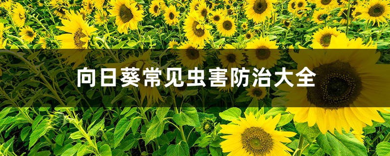 向日葵常见虫害预防和治疗大全