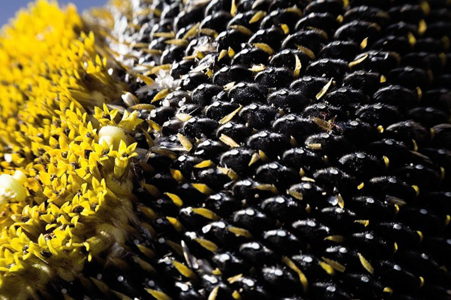 向日葵常见虫害预防和治疗大全