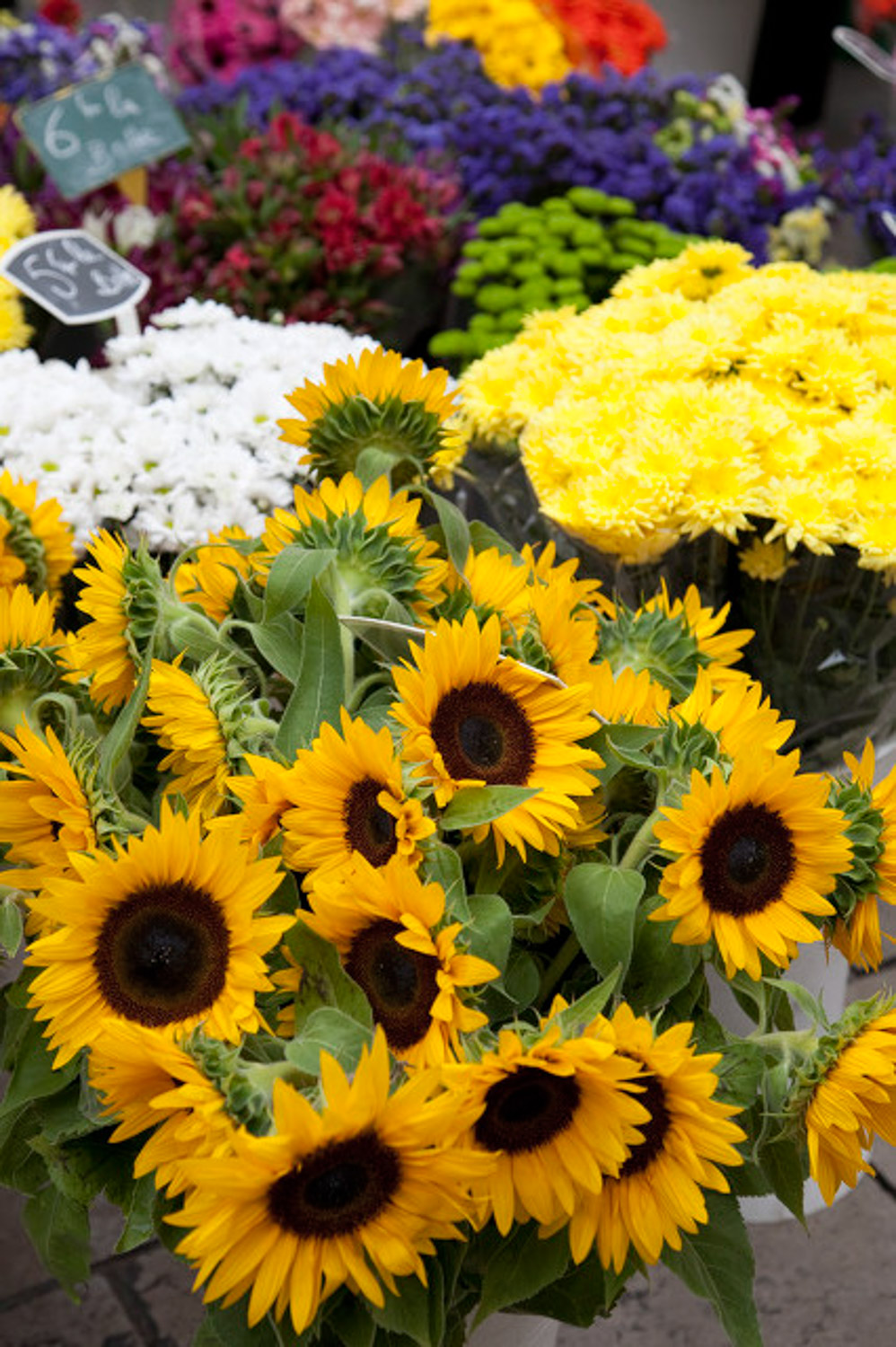 向日葵常见虫害预防和治疗大全