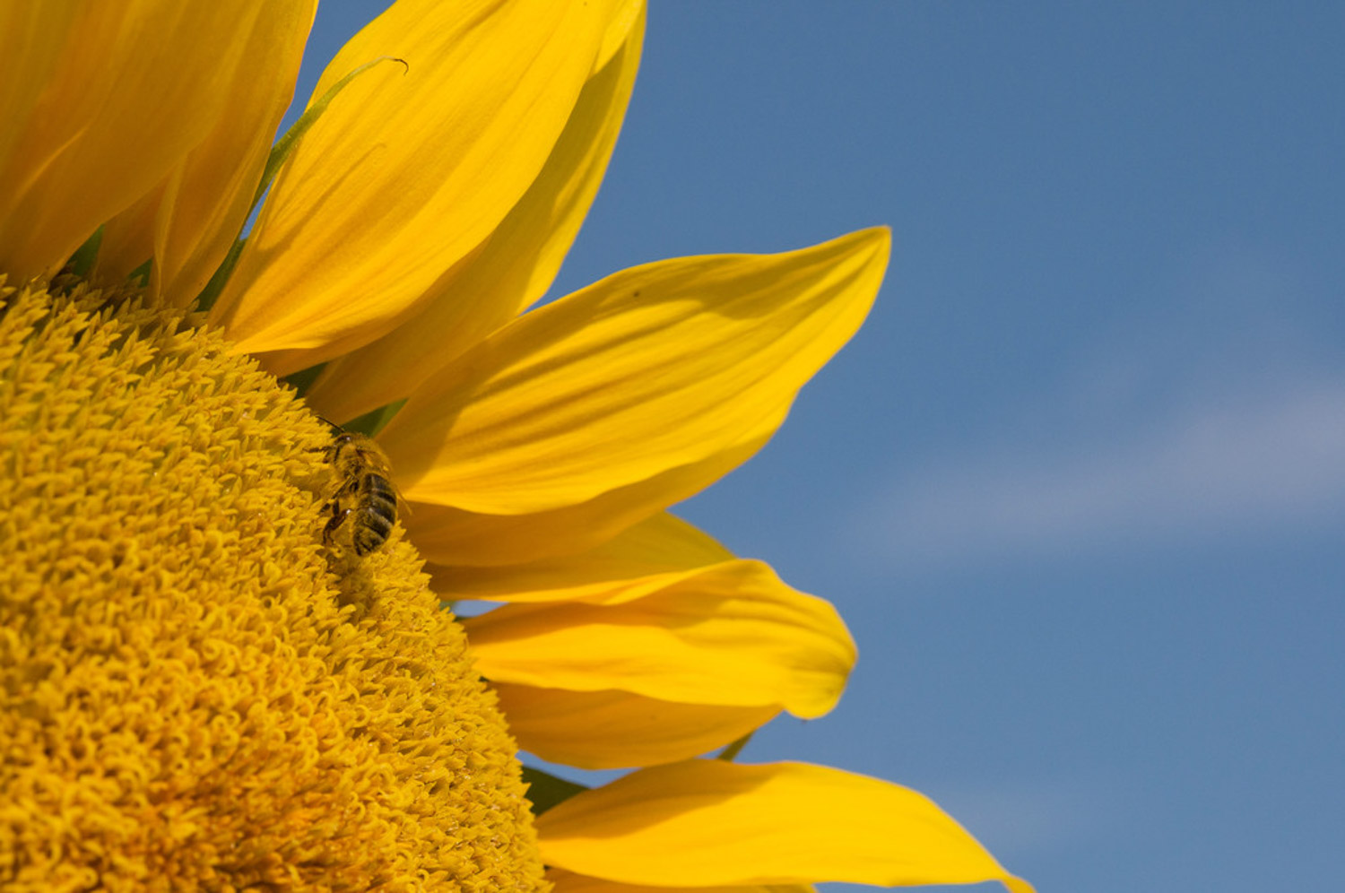 向日葵常见虫害预防和治疗大全