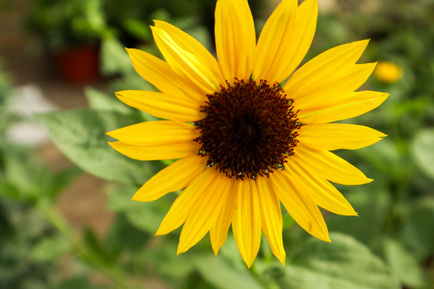 向日葵常见虫害预防和治疗大全