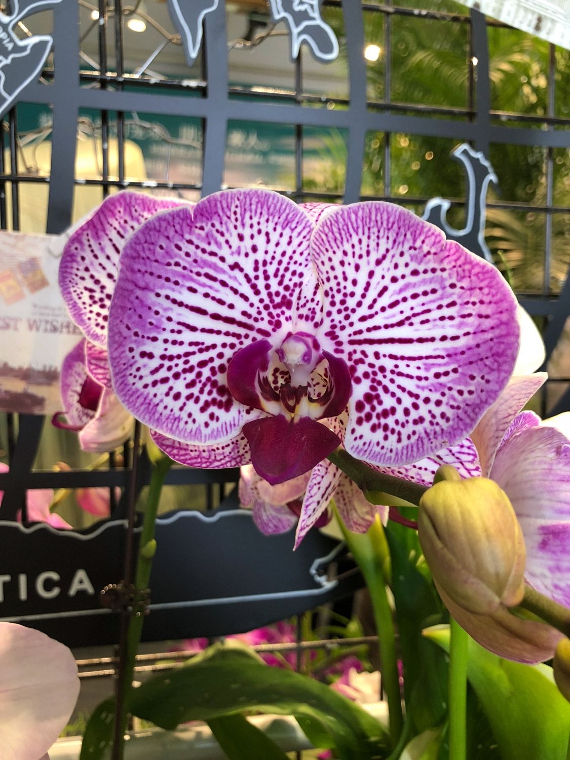 蝴蝶兰常见虫害及预防和治疗