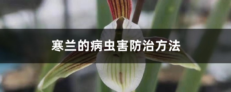 寒兰的病虫害预防和治疗办法