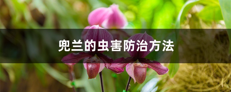 兜兰的虫害预防和治疗办法