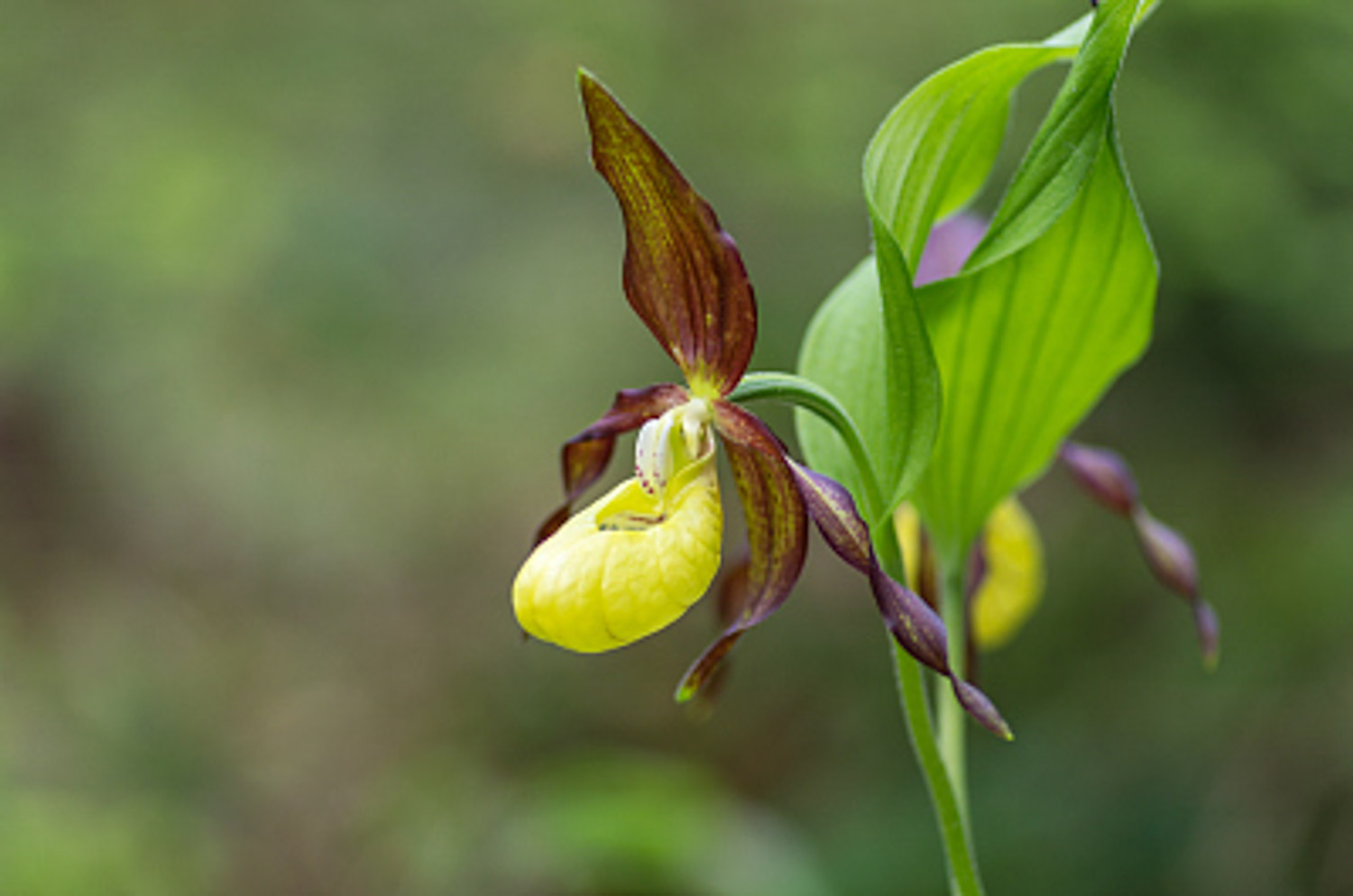 兜兰的虫害预防和治疗办法