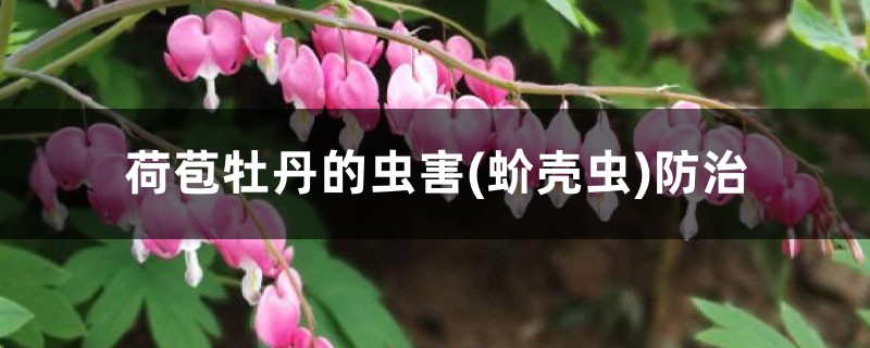 荷苞牡丹的虫害(蚧壳虫)预防和治疗