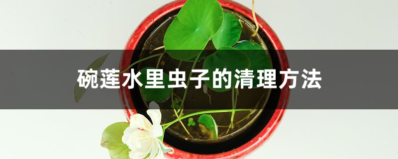 碗莲水里虫子的清理办法