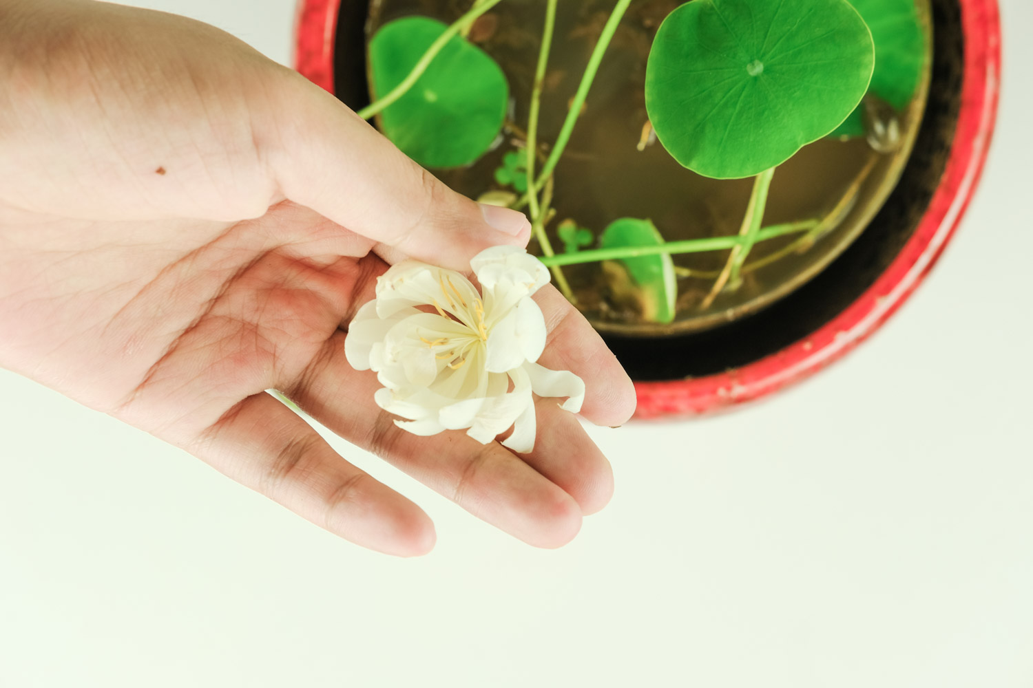 碗莲水里虫子的清理办法