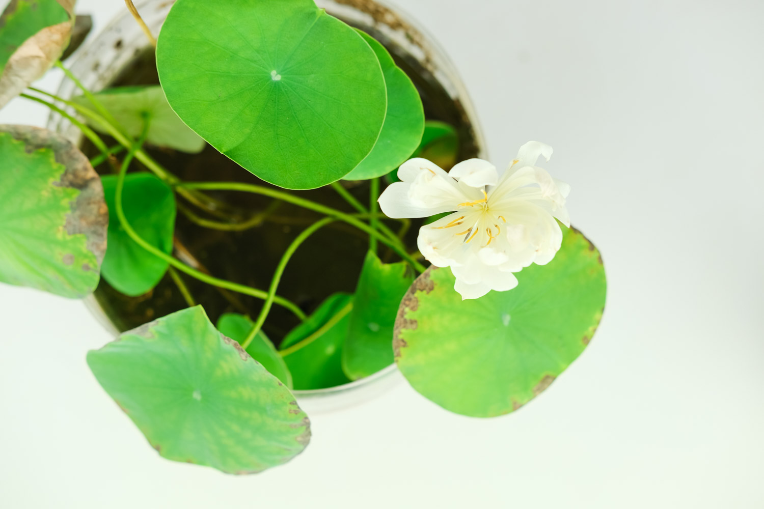 碗莲水里虫子的清理办法