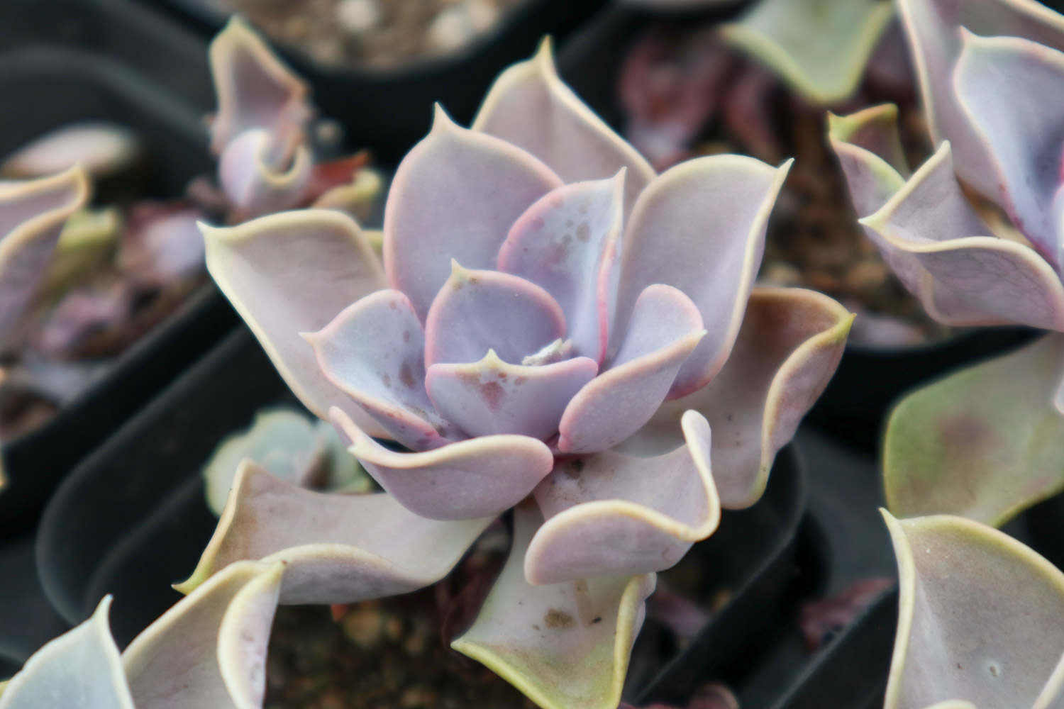 紫珍珠长虫了如何办？