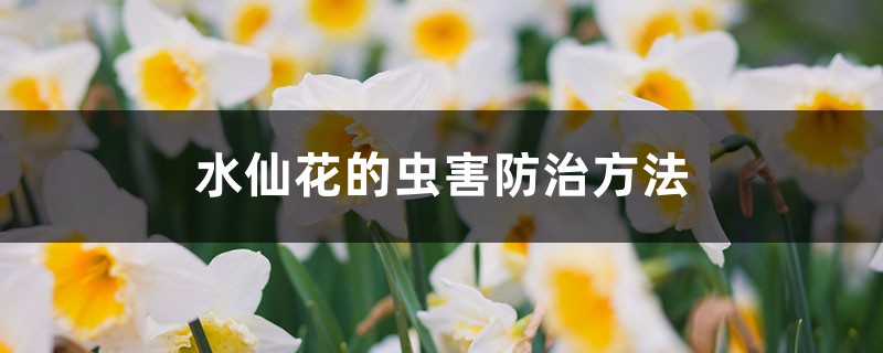 水仙花的虫害预防和治疗办法