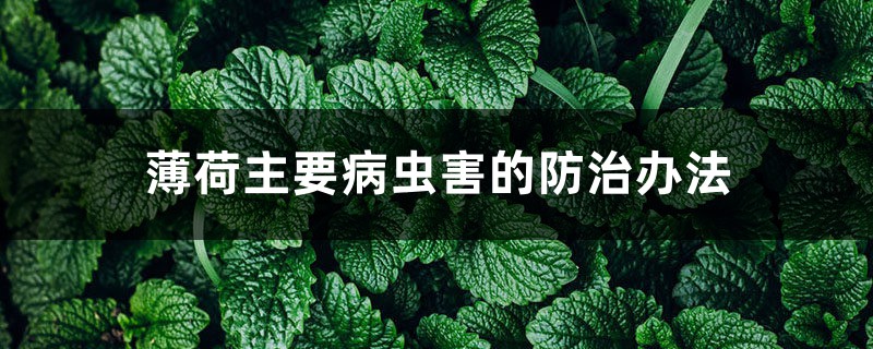 薄荷主要病虫害的预防和治疗办法