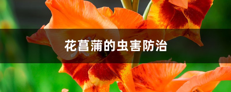 花菖蒲的虫害预防和治疗