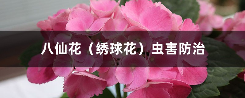 八仙花（绣球花）虫害预防和治疗