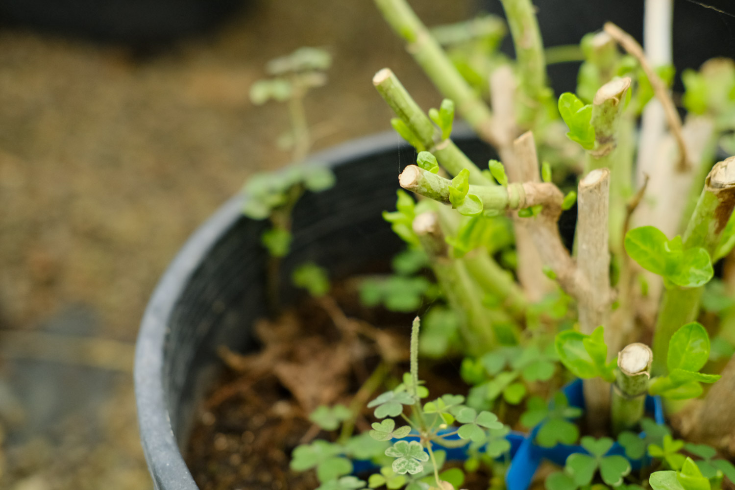 八仙花（绣球花）虫害预防和治疗